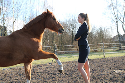 Learning from horses – Leadership training with a horse as coach