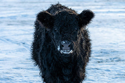 Perché non risolviamo la questione?